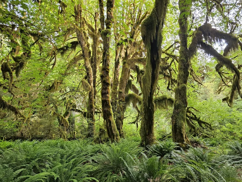 Moss-covered trees and ferns in the Hoh Rain Forest
