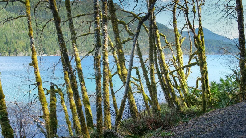 Spruce Railroad Trail beside Lake Crescent